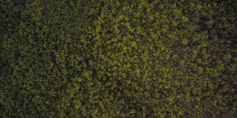 从本地高尔夫到专业赛场：球童培训体系中的决策支持与心理调节技巧